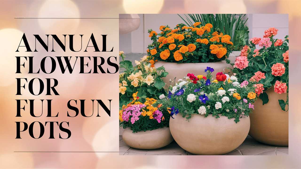 Annual Flowers For Full Sun Pots