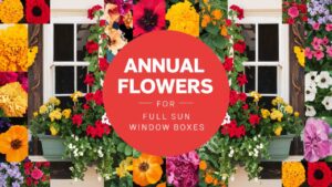Annual Flowers For Full Sun Window Boxes