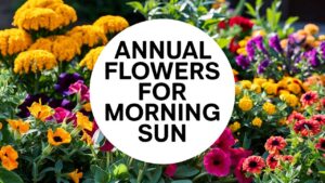 Annual Flowers For Morning Sun