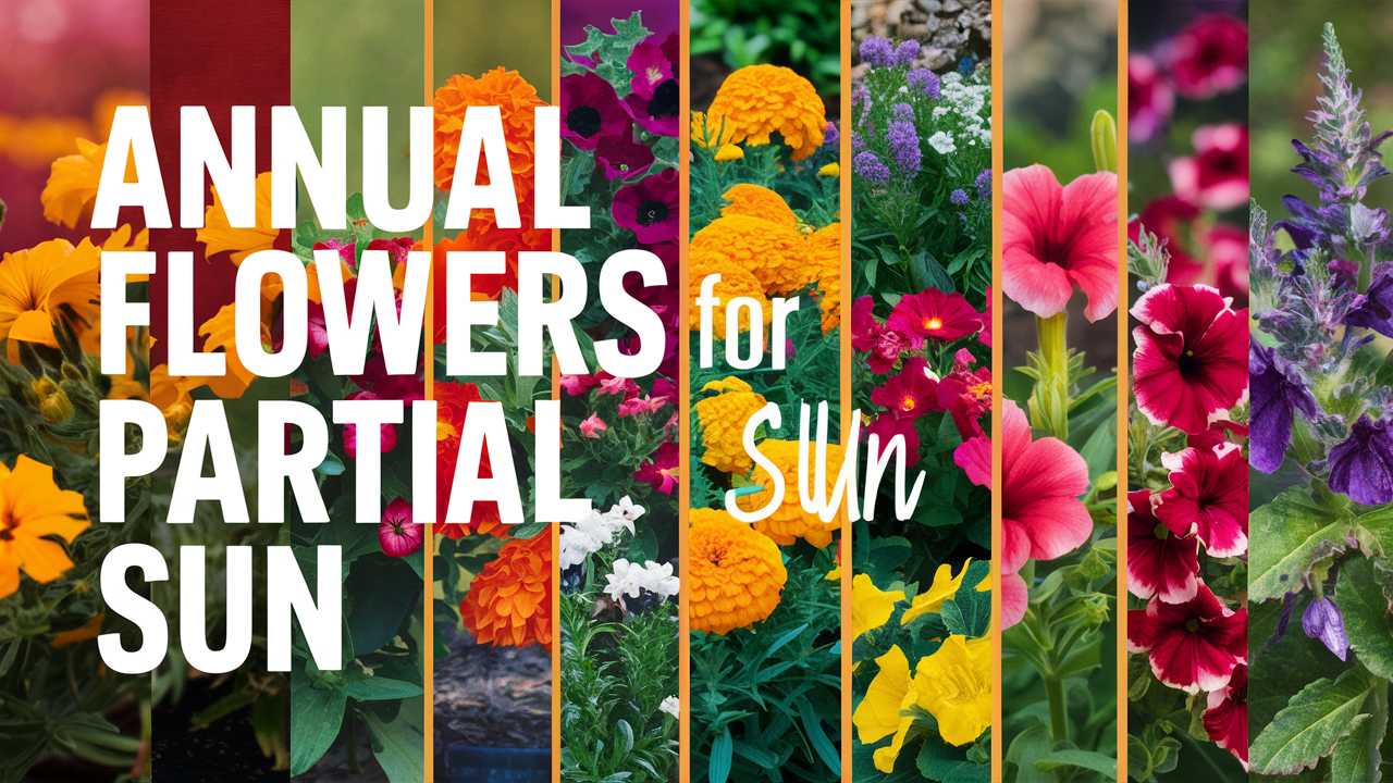 Annual Flowers For Partial Sun