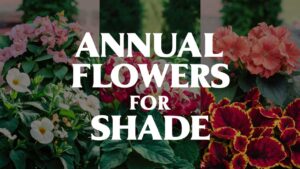 Annual Flowers For Shade