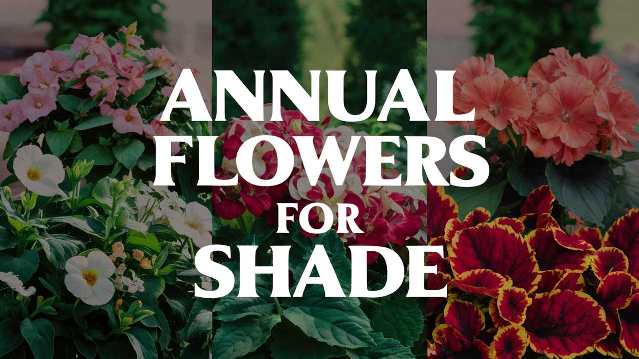 Annual Flowers For Shade
