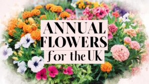 Annual Flowers For The UK