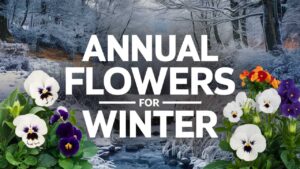 Annual Flowers for Winter