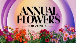 Annual Flowers For Zone 6