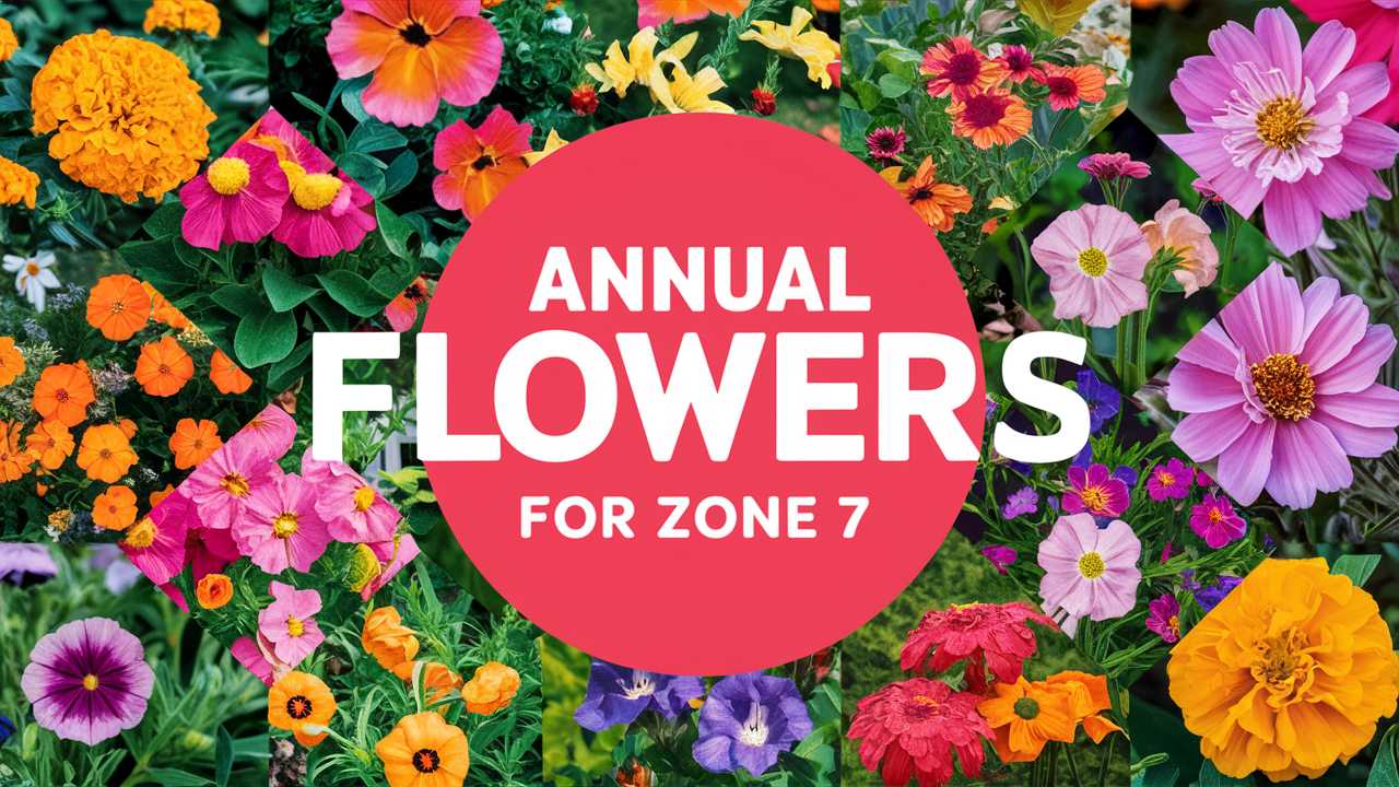 Annual Flowers For Zone 7