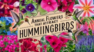Annual Flowers That Attract Hummingbirds
