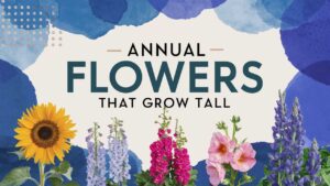 Annual Flowers That Grow Tall