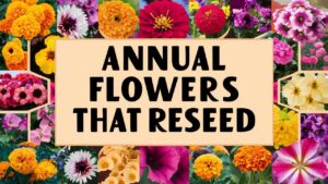 Annual Flowers That Reseed