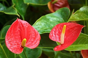 Potting Mix for Anthurium