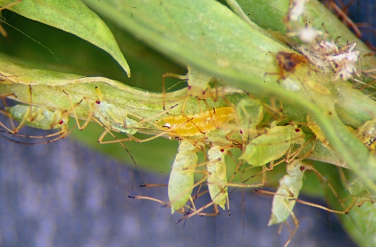 Aphid Midge 