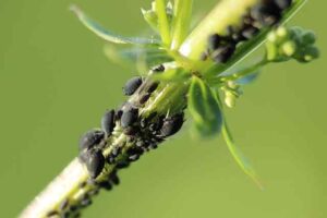 How To Control Aphids