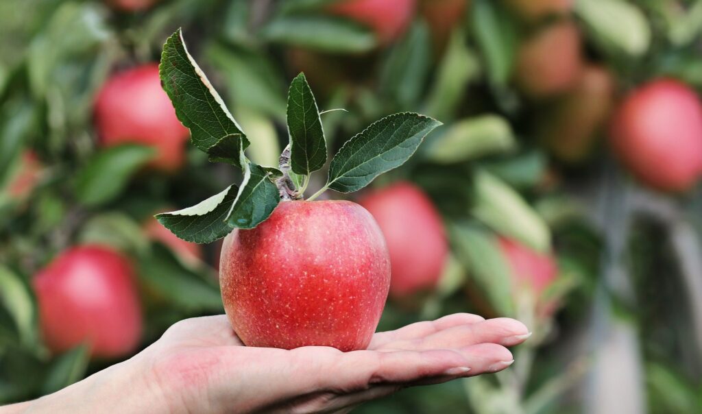 apple-tree-varieties-over-40-types-of-apple-trees