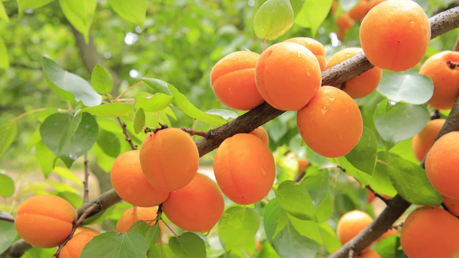 Apricot Tree Varieties