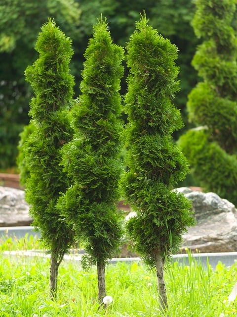 Arborvitae Topiary