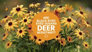 Are Black Eyed Susans Deer Resistant?