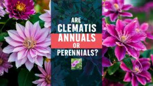 Are Clematis Annuals Or Perennials?