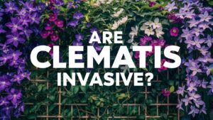 Are Clematis Invasive?