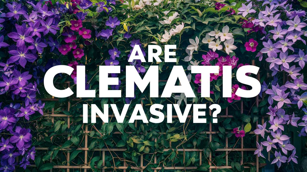 Are Clematis Invasive?