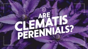 Are Clematis Perennials?