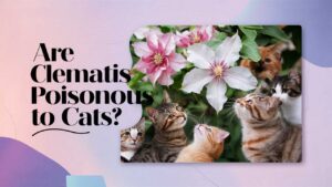 Are Clematis Poisonous To Cats?