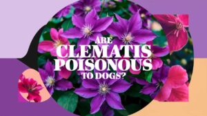Are Clematis Poisonous To Dogs?