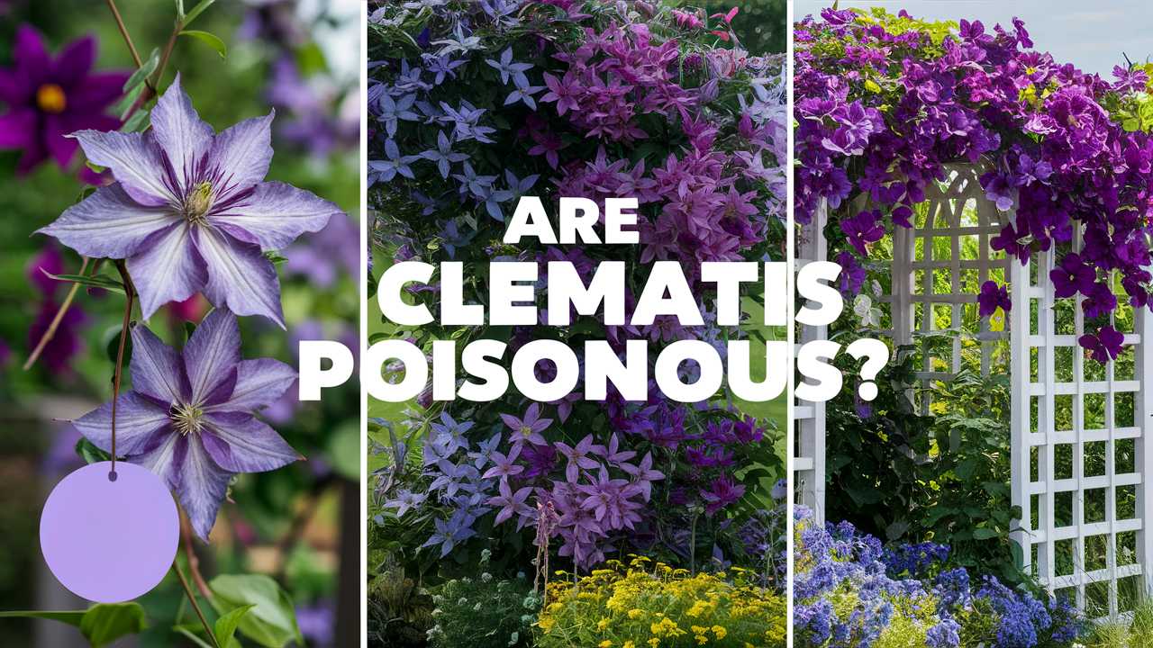 Are Clematis Poisonous?