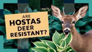 Are Hostas Deer Resistant?