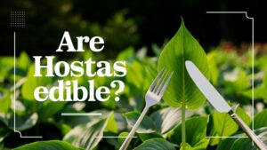 Are Hostas Edible?
