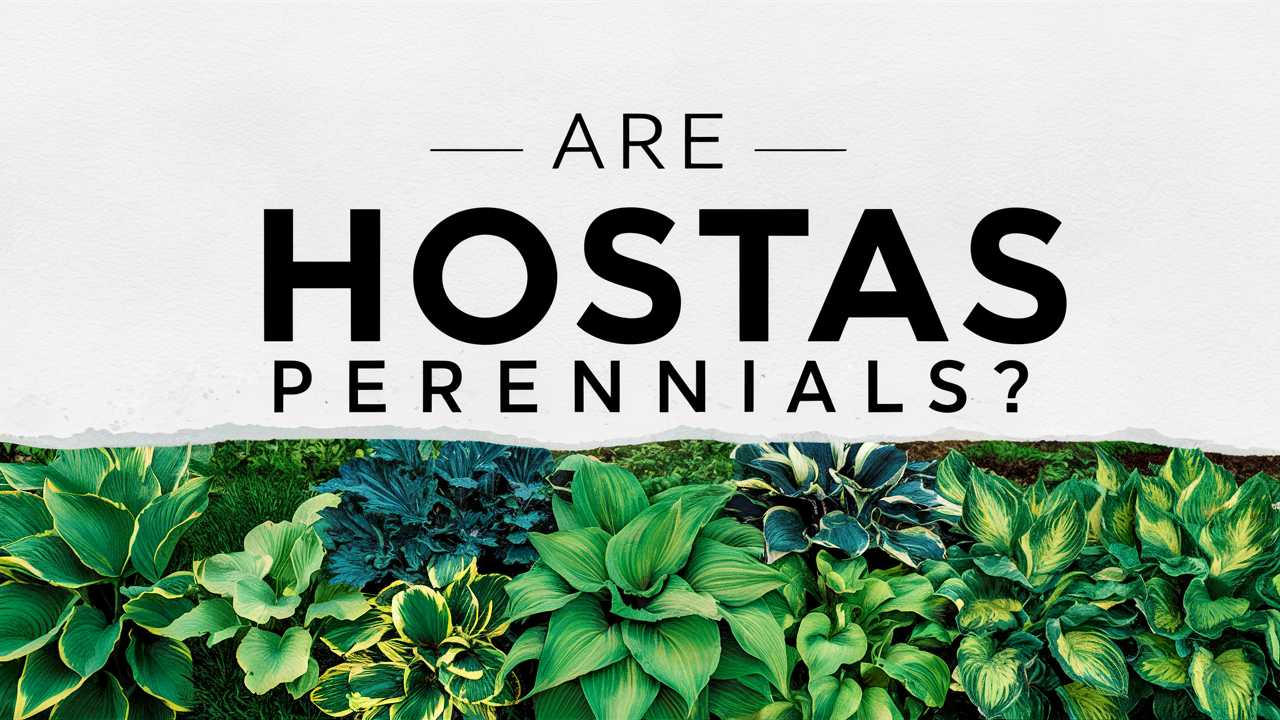 Are Hostas Perennials