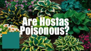 Are Hostas Poisonous?