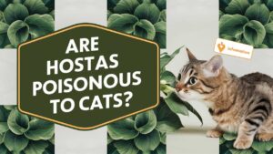 Are Hostas Poisonous To Cats?