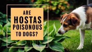 Are Hostas Poisonous To Dogs?