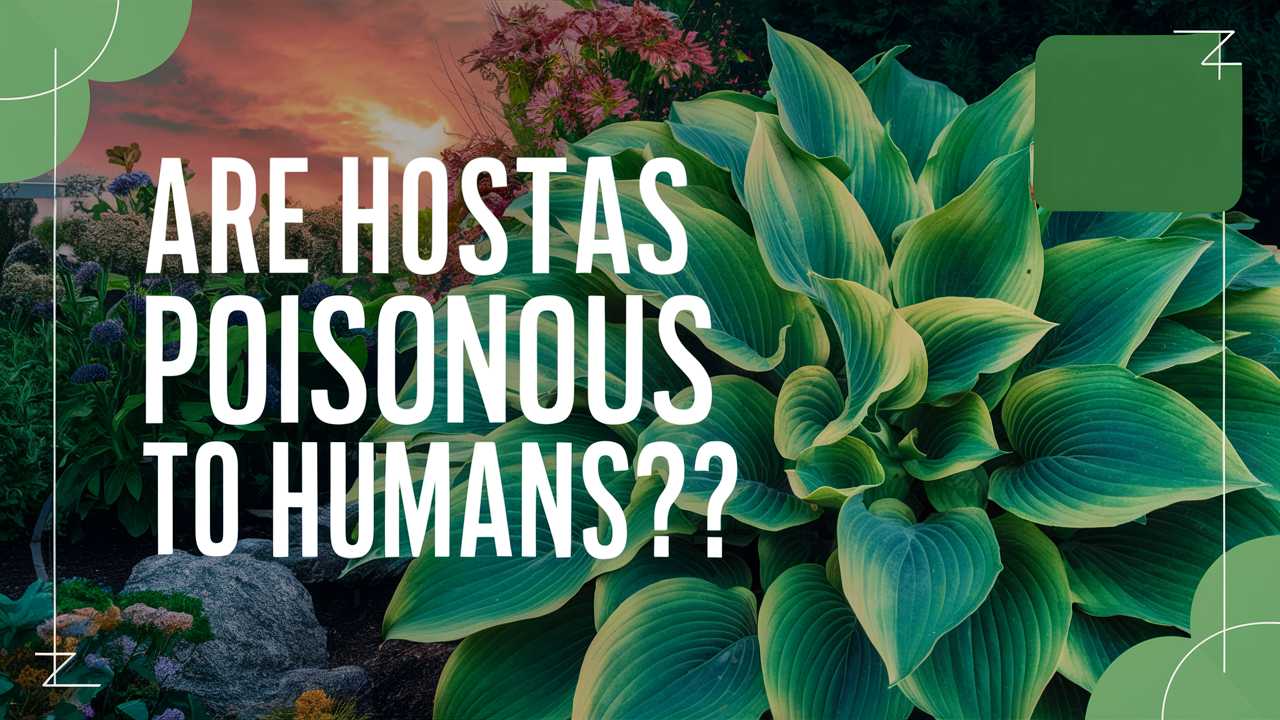 Are Hostas Poisonous To Humans