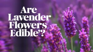 Are Lavender Flowers Edible?