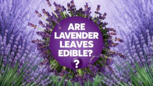 Are Lavender Leaves Edible?