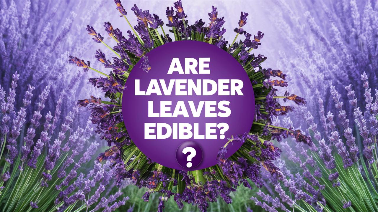 Are Lavender Leaves Edible 1