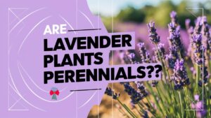 Are Lavender Plants Perennials?