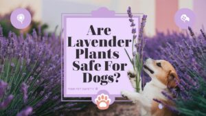 Are Lavender Plants Safe For Dogs?