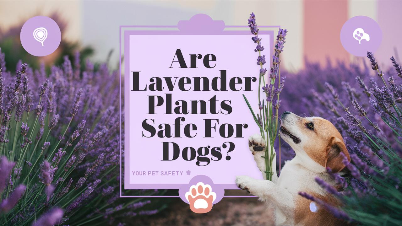 Are Lavender Plants Safe For Dogs?