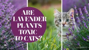 Are Lavender Plants Toxic To Cats?