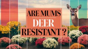 Are Mums Deer Resistant?