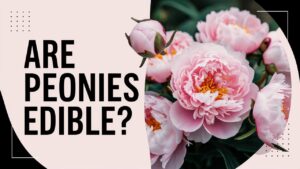 Are Peonies Edible?