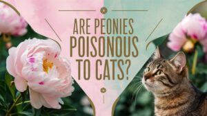 Are Peonies Poisonous To Cats?