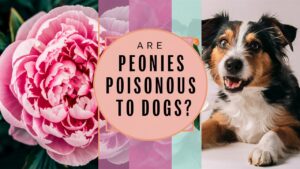 Are Peonies Poisonous To Dogs?