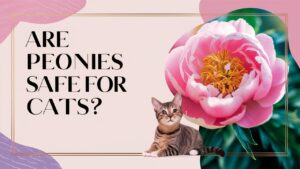 Are Peonies Safe For Cats?
