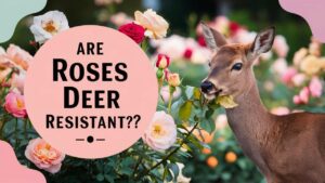 Are Roses Deer Resistant?