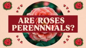 Are Roses Perennials?