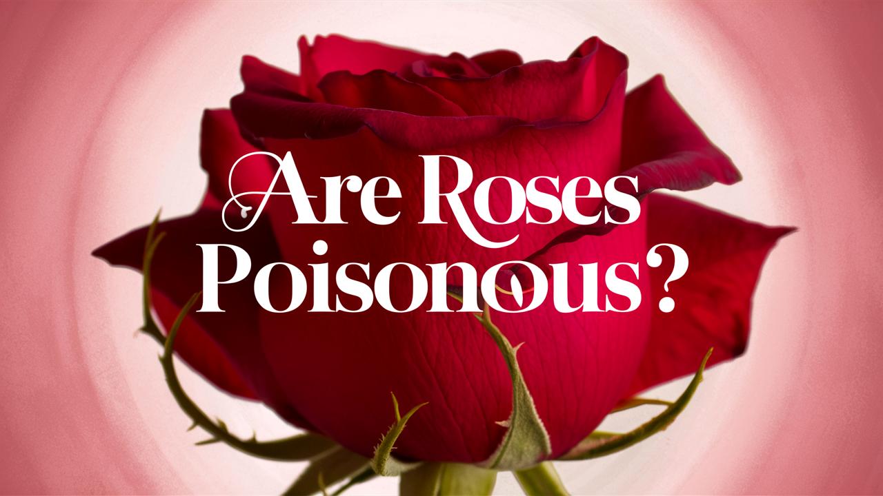 Are Roses Poisonous?