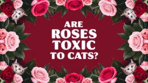 Are Roses Toxic To Cats?